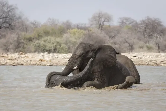 Framed Print : Africa, Namibia, Etosha National Park, Klein Namutoni Waterhole. Two elephants bathing Framed Print : Africa, Namibia, Etosha National Park, Klein Namutoni Waterhole. Two elephants bathing