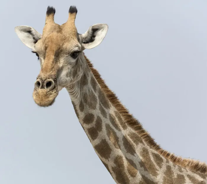 Framed Print : Africa, Namibia, Etosha National Park, Klein Namutoni Waterhole. Portrait of a giraffe