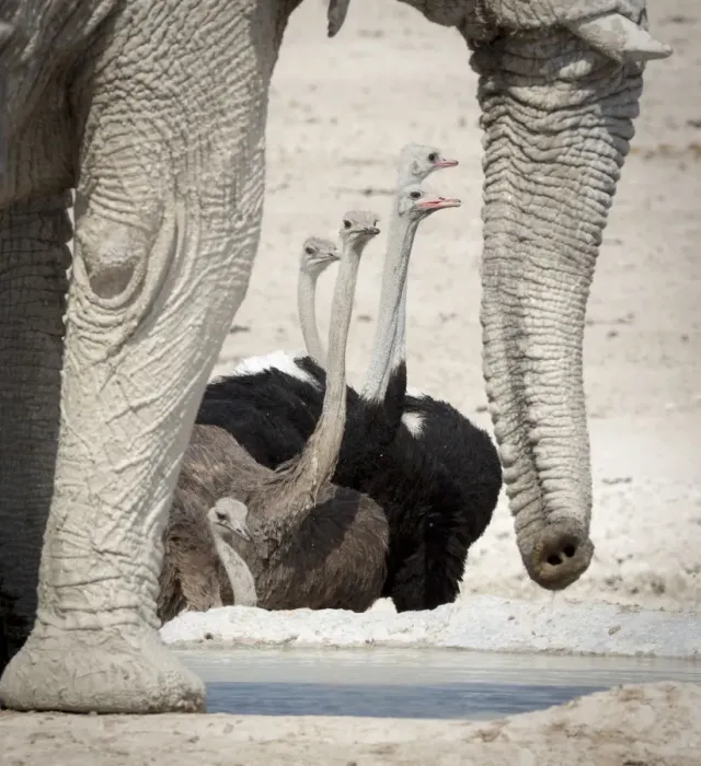 Framed Print : Africa, Namibia, Etosha National Park, Nebrowni Waterhole. Ostriches framed by elephants legs Framed Print : Africa, Namibia, Etosha National Park, Nebrowni Waterhole. Ostriches framed by elephants legs