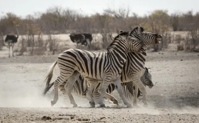 Framed Print : Africa, Namibia, Etosha National Park, Tobieroen Waterhole. Two zebras play fighting