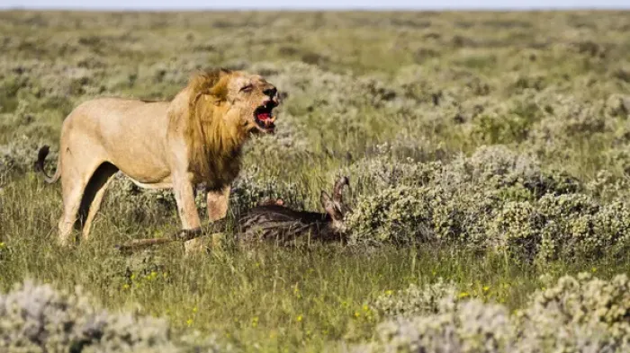 Framed Print : Africa, Namibia, Etosha National Park. Male lion roars over carcass of wildebeest Framed Print : Africa, Namibia, Etosha National Park. Male lion roars over carcass of wildebeest