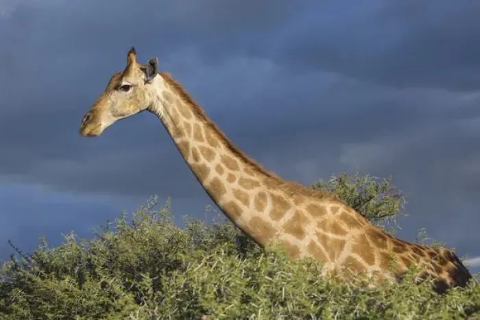 Framed Print : Africa, Namibia, Etosha National Park. Giraffe in camel thorn tree