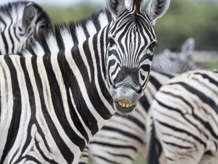 Framed Print : Africa, Namibia, Etosha National Park. Zebra looking at camera Framed Print : Africa, Namibia, Etosha National Park. Zebra looking at camera