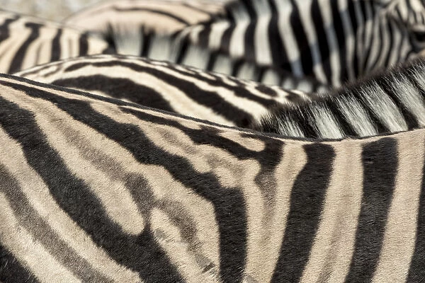 Africa, Namibia, Etosha National Park. Close-up of zebras