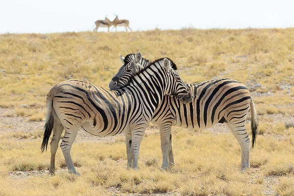 Africa, Namibia, Etosha National Park. Necking zebras with springboks in background