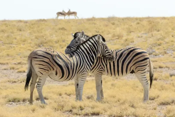 Framed Print : Africa, Namibia, Etosha National Park. Necking zebras with springboks in background Framed Print : Africa, Namibia, Etosha National Park. Necking zebras with springboks in background