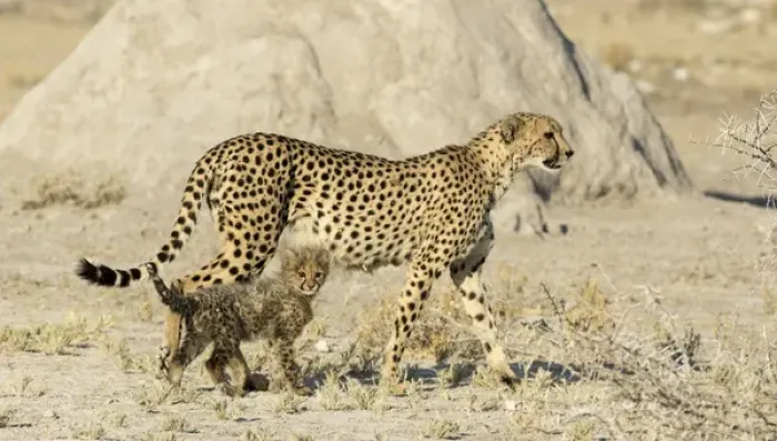 Framed Print : Africa, Namibia, Etosha National Park. Cheetah mother and cub Framed Print : Africa, Namibia, Etosha National Park. Cheetah mother and cub