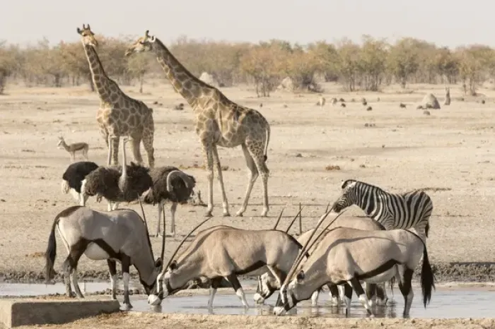 Framed Print : Africa, Namibia, Etosha, National Park. Various animals at waterhole Framed Print : Africa, Namibia, Etosha, National Park. Various animals at waterhole