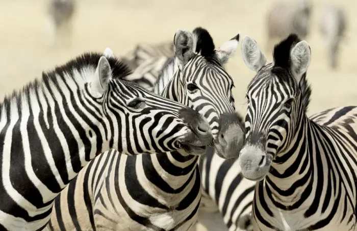 Framed Print : Africa, Namibia, Etosha, National Park. Three zebras nose to nose Framed Print : Africa, Namibia, Etosha, National Park. Three zebras nose to nose