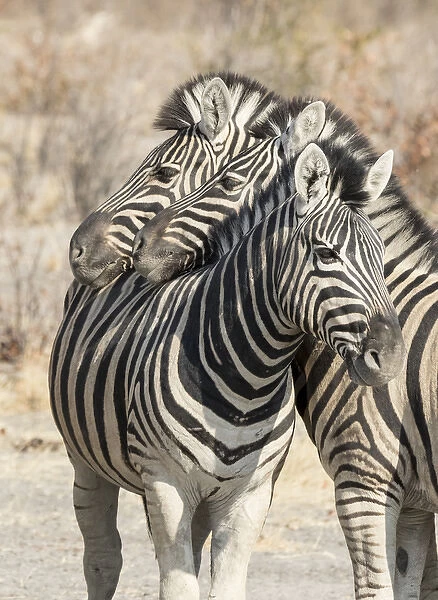 Africa, Namibia, Etosha National Park. Necking zebras