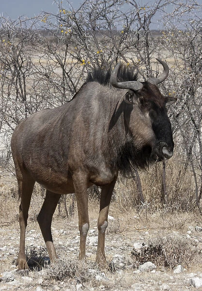 Africa, Namibia, Etosha National Park. Close-up of solitary wildebeest. Credit as