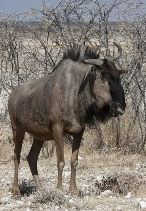 Framed Print : Africa, Namibia, Etosha National Park. Close-up of solitary wildebeest. Credit as Framed Print : Africa, Namibia, Etosha National Park. Close-up of solitary wildebeest. Credit as
