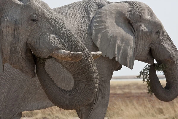 Africa, Namibia, Etosha National Park. Two elephants eating plants