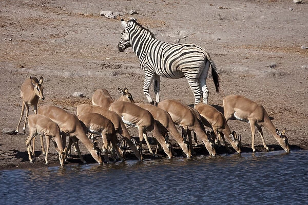 Africa, Namibia, Etosha National Park. Zebra and black-faced impala at Chudop waterhole