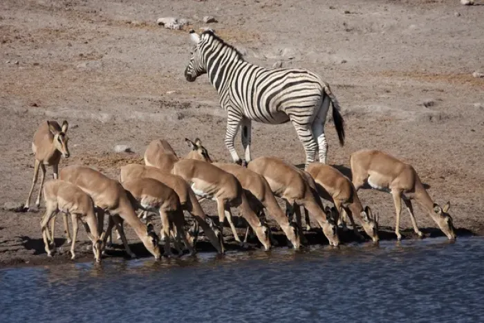 Framed Print : Africa, Namibia, Etosha National Park. Zebra and black-faced impala at Chudop waterhole
