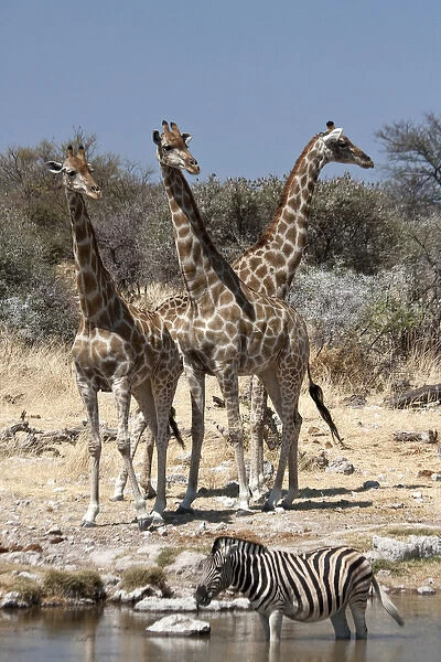 Africa, Namibia, Etosha National Park. Three giraffe and zebra at Chudop waterhole