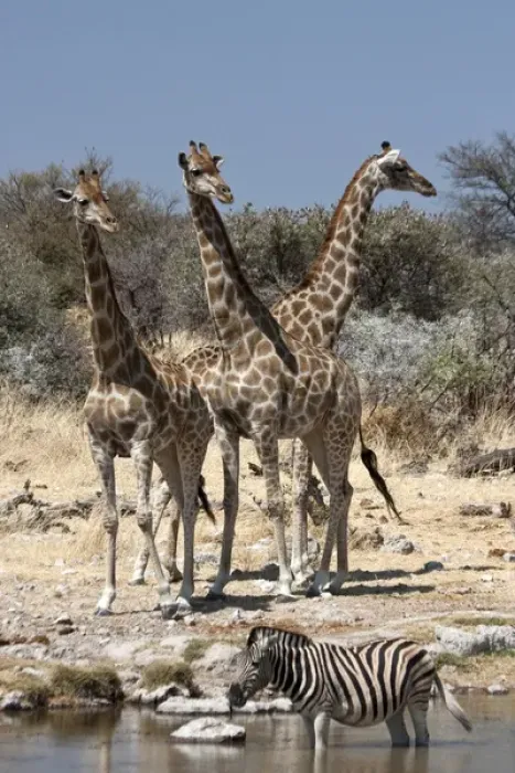 Framed Print : Africa, Namibia, Etosha National Park. Three giraffe and zebra at Chudop waterhole Framed Print : Africa, Namibia, Etosha National Park. Three giraffe and zebra at Chudop waterhole