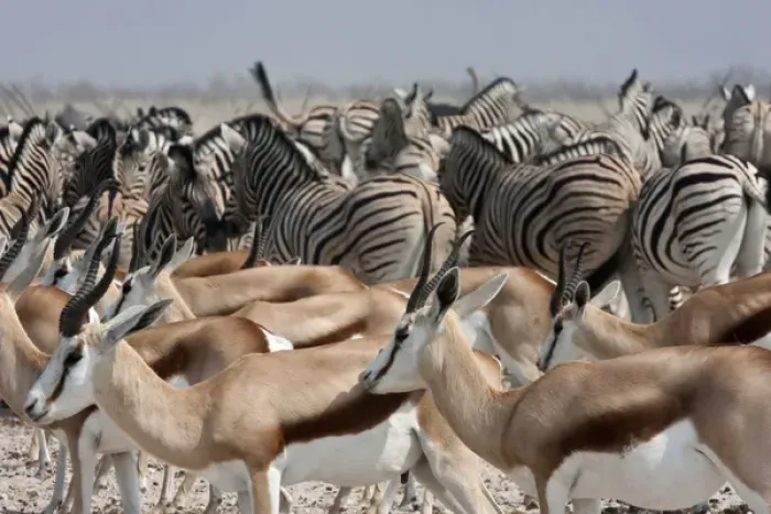 Framed Print : Africa, Namibia, Etosha National Park. Group of springboks and zebras. Credit as Framed Print : Africa, Namibia, Etosha National Park. Group of springboks and zebras. Credit as