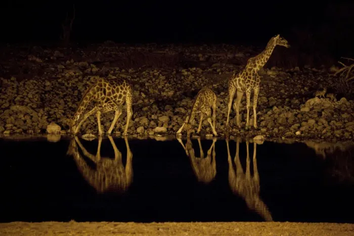 Framed Print : Africa, Namibia, Etosha National Park. Giraffe drink at the Okaukuejo waterhole at night