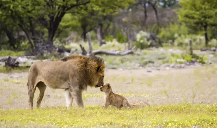 Framed Print : Africa, Namibia, Etosha National Park. Alpha male lion inspects cub Framed Print : Africa, Namibia, Etosha National Park. Alpha male lion inspects cub