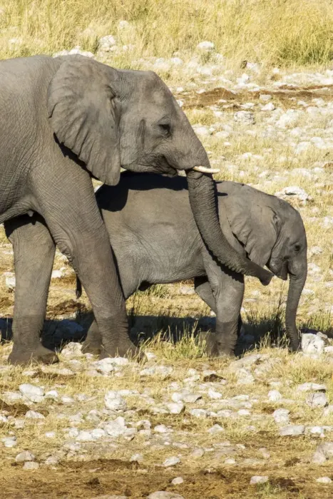 Framed Print : Africa, Namibia, Etosha National Park, Elephant and her Calf