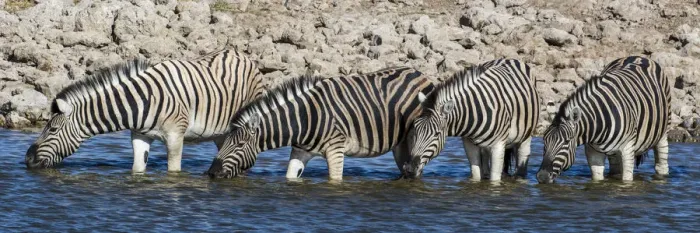 Framed Print : Africa, Namibia, Etosha National Park, Zebras at the Watering Hole Framed Print : Africa, Namibia, Etosha National Park, Zebras at the Watering Hole