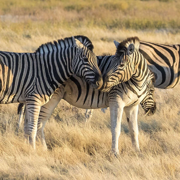 Africa, Namibia, Etosha National Park, Pair of Zebras