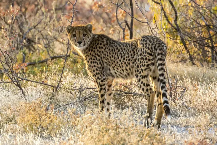 Framed Print : Africa, Namibia, Etosha National Park, Cheetah Looking Around Before Going into the Bush Framed Print : Africa, Namibia, Etosha National Park, Cheetah Looking Around Before Going into the Bush