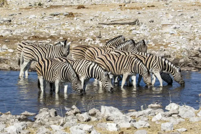 Framed Print : Africa, Namibia, Etosha National Park, Zebras at the Watering Hole
