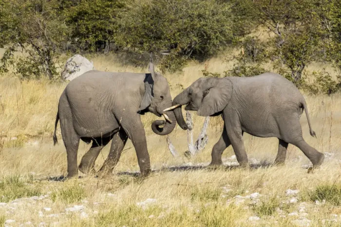 Framed Print : Africa, Namibia, Etosha National Park. Young elephants playing
