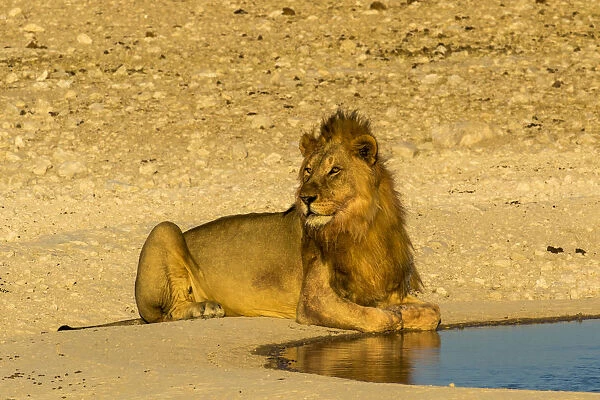 Africa, Namibia, Etosha National Park. Male Lion resting at a watering hole