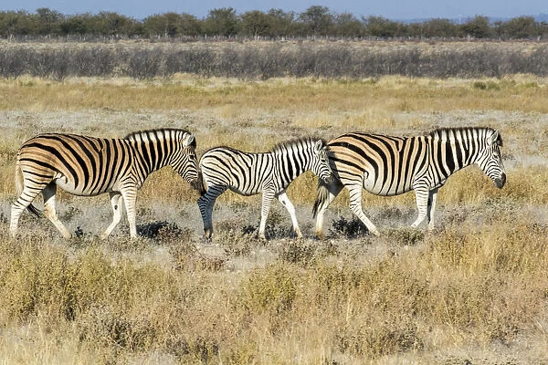 Africa, Namibia, Etosha National Park. Zebra family walking through the Savanna