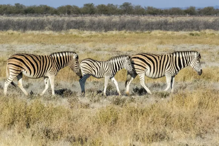 Framed Print : Africa, Namibia, Etosha National Park. Zebra family walking through the Savanna Framed Print : Africa, Namibia, Etosha National Park. Zebra family walking through the Savanna