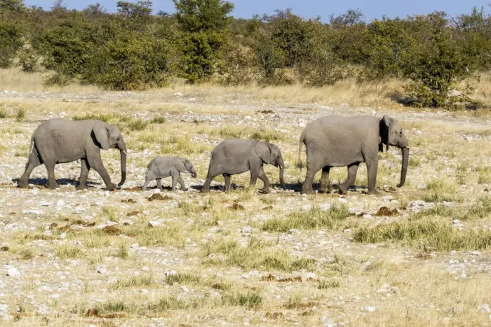 Framed Print : Africa, Namibia, Etosha National Park. Family of elephants walking