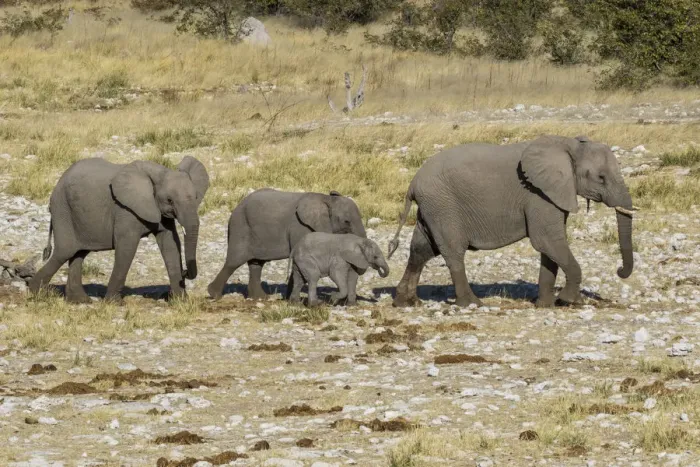 Framed Print : Africa, Namibia, Etosha National Park. Family of elephants walking