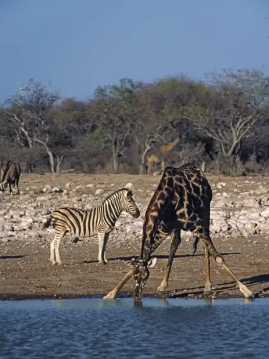 Framed Print : Africa, Namibia, Etosha National Park. Angolan Giraffe (Giraffa camelopardalis angolensis) and zebra