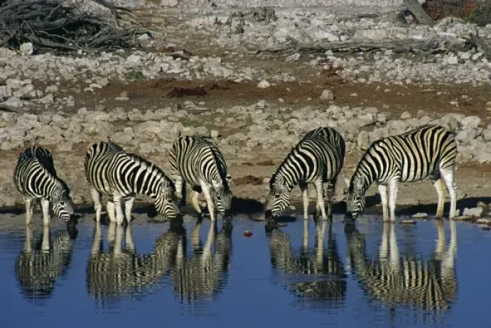 Framed Print : Africa, Namibia, Etosha National Park. Burchells zebras (Equus quagga burchellii) Framed Print : Africa, Namibia, Etosha National Park. Burchells zebras (Equus quagga burchellii)