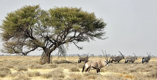 Africa, Namibia, Etosha National Park. Five oryx and tree