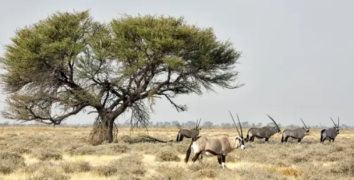 Framed Print : Africa, Namibia, Etosha National Park. Five oryx and tree Framed Print : Africa, Namibia, Etosha National Park. Five oryx and tree