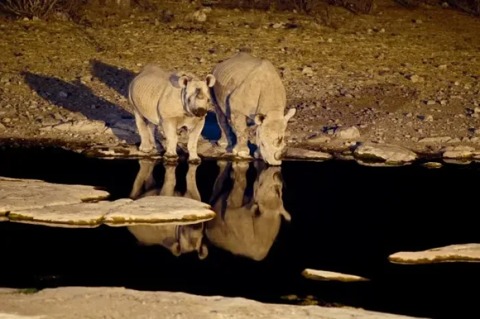 Framed Print : Africa, Namibia, Etosha NP. Black Rhinoceros (Diceros bicornis) with youngster drinking Framed Print : Africa, Namibia, Etosha NP. Black Rhinoceros (Diceros bicornis) with youngster drinking