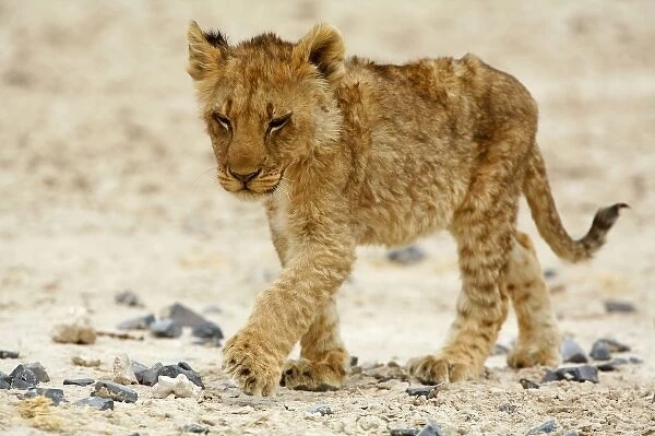 Africa, Namibia, Etosha NP. Lion, Panthera leo, Cub walking over stoney ground. Sleep Walking