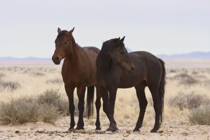 Framed Print : Africa, Namibia, Garub. Two members of herd of feral horses. Credit as: Bill Young Framed Print : Africa, Namibia, Garub. Two members of herd of feral horses. Credit as: Bill Young
