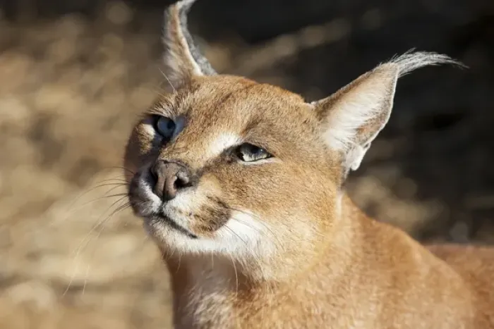 Framed Print : Africa, Namibia, Harnas, Harnas Wildlife Foundation and Guest Farm. Portrait of a caracal