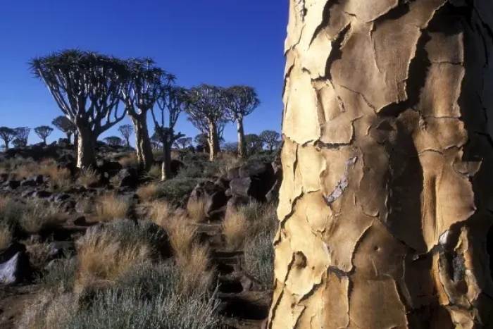 Framed Print : Africa, Namibia, Keetmanshoop, Afternoon sun lights Quiver Tree (Aloe dichotoma) in Kokerboomwoud Framed Print : Africa, Namibia, Keetmanshoop, Afternoon sun lights Quiver Tree (Aloe dichotoma) in Kokerboomwoud
