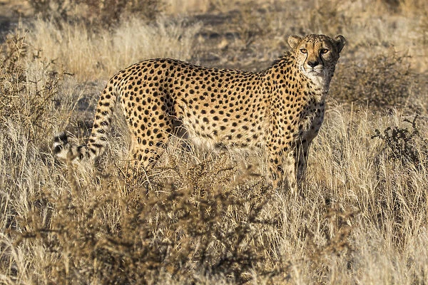 Africa, Namibia, Keetmanshoop. Cheetah at the Quiver tree Forest Rest Camp