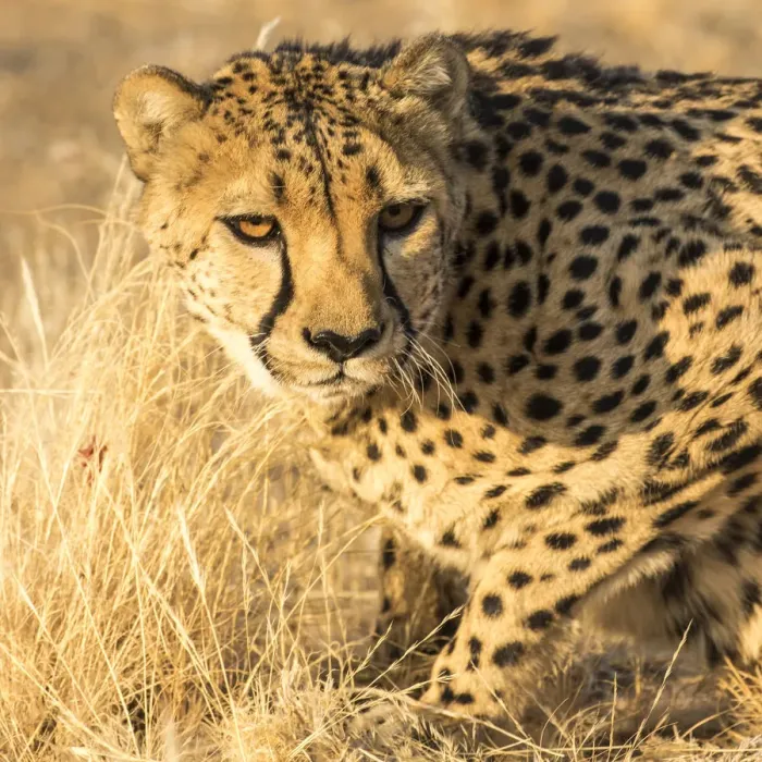 Framed Print : Africa, Namibia, Keetmanshoop. Cheetah at the Quiver tree Forest Rest Camp Framed Print : Africa, Namibia, Keetmanshoop. Cheetah at the Quiver tree Forest Rest Camp
