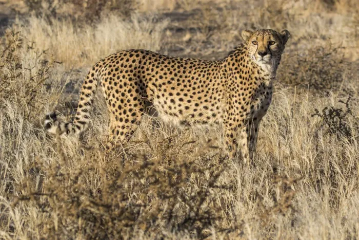 Framed Print : Africa, Namibia, Keetmanshoop. Cheetah at the Quiver tree Forest Rest Camp Framed Print : Africa, Namibia, Keetmanshoop. Cheetah at the Quiver tree Forest Rest Camp