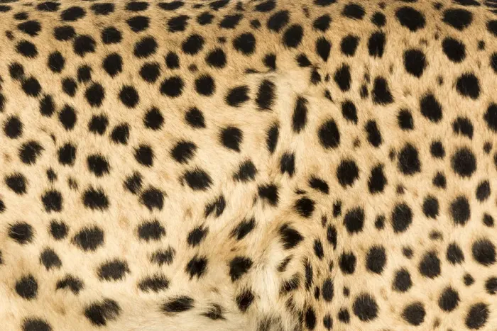 Framed Print : Africa, Namibia, Keetmanshoop. Close-up view of cheetah fur Framed Print : Africa, Namibia, Keetmanshoop. Close-up view of cheetah fur