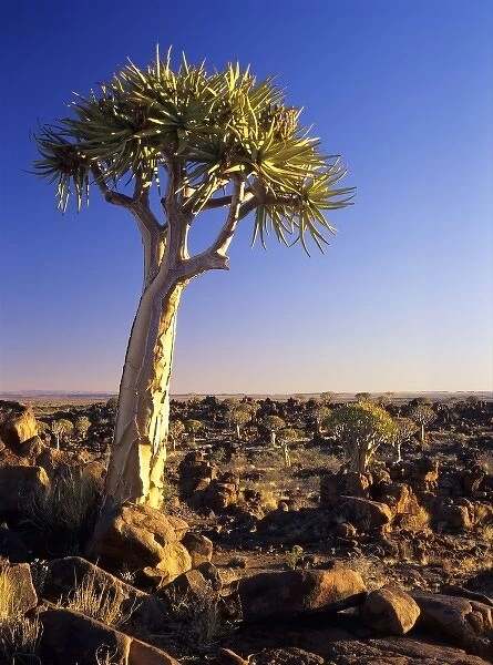 Africa, Namibia, Keetmanshoop, Kokerboom Forest Preserve. Kokerboom (Aloe dichotoma) or quiver tree