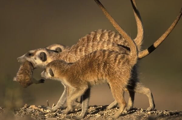 Africa, Namibia, Keetmanshoop, Meerkat (Suricate suricatta) carries infant in her